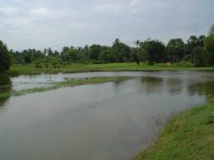 Forêt du Cambodge