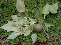 Fleur de bancoulier et noix de bancoul (Flore de la Réunion et de la Nouvelle-Calédonie)