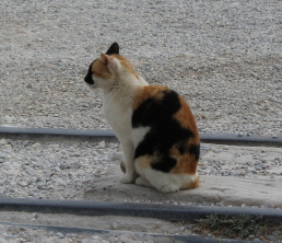 Un chat sur l'Acropole d'Athènes